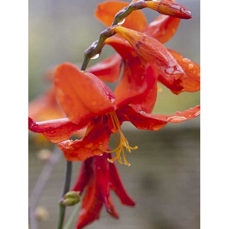 Montbrétia 'Babylon' Godet de 7/8 cm, Godet de 8 cm