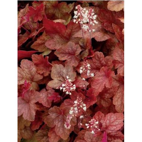 Heucherella 'Redstone Falls' Godet de 8/9 cm (1/3)