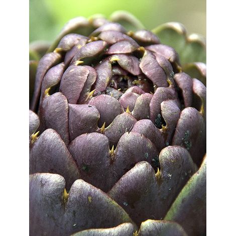 Artichaut 'Violet de Provence' Godet de 7/8 cm