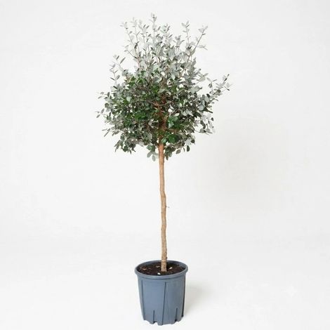 Feijoa "Acca sellowiana" Guayabo del Brasile pianta ad alberello in vaso ø30 cm h. 110/130 cm (1/5)