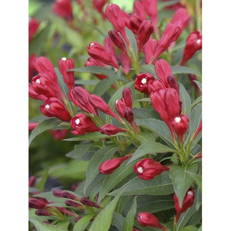 Weigela 'All Summer Red' Pot de 3L/4L (1/3)