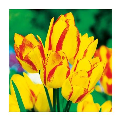 TULIPE GEORGETTE - 10 BULBES