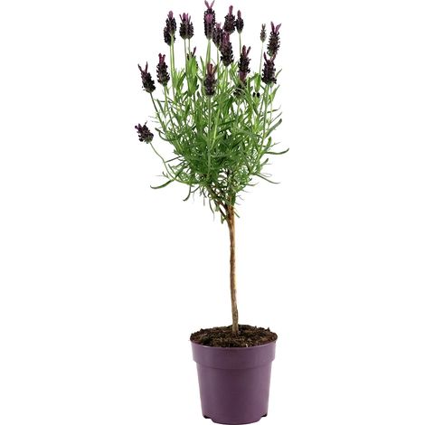 Bloomique - Lavandula Stoechas Anouk - Lavande Papillon sur Tige - Rustique - Plante balcon - Plante jardin - Parfumée - Hauteur 20-30 cm - Pot 12 cm