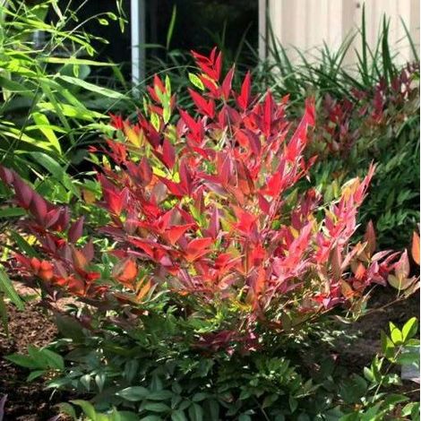 NANDINA DOMESTICA OBSESSED 1 PIANTA VASO 18CM ROCCIOSI AIUOLE VASI