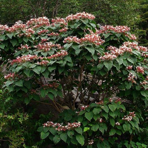 Clerodendrum trichotomum - clerodendro - alveolo forestale (1/2)
