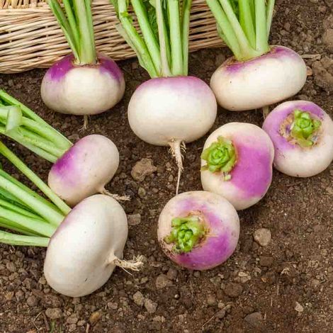 Navet-Légume de Milan Rouge Extra Hâtif à Châssis - BIO Vilmorin (1/2)