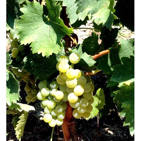 Planta Parra Uva de Mesa Moscatel Romano
