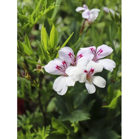 Pelargonium tricuspidatum Godet de 8/9 cm