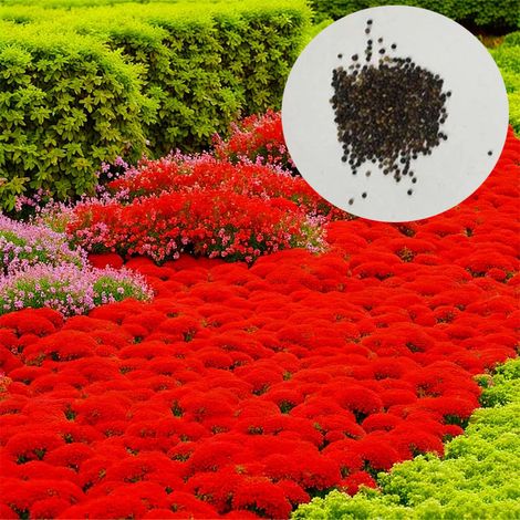 10 000 Graines de thym, plante vivace couvre-sol résistante au froid hivernal, thym rampant rouge