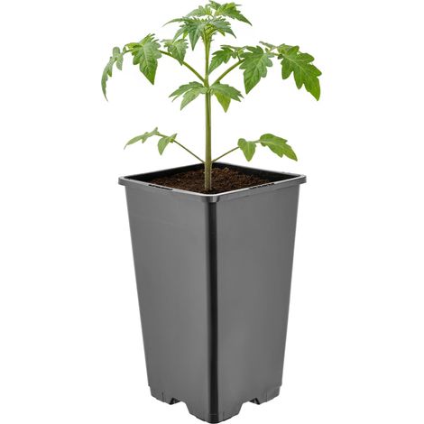 Garronda Pot de Fleur Carré Haut Plastique 11 × H 19 cm (1,7L) - Godet Semis Pot Culture Profond Drainage Résistant Intempéries pour Plantes Pépinière Jardin Serre Intérieur Extérieur GD-0201