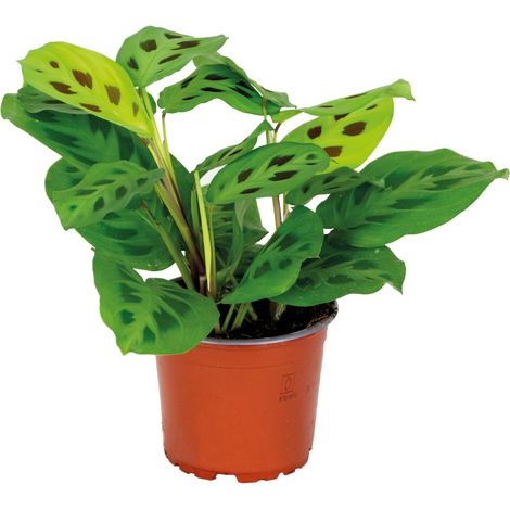 Bloomique - Maranta Kerchoveana - Plante priante - Plante suspendue - Dépolluante - Sans danger pour les animaux - Hauteur 10-20 cm - Pot 12 cm