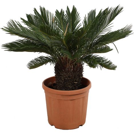 Cycas Revoluta Palma Nana - Piante da Esterno Resistenti - H 100-125 cm Vaso da Coltura Ø 30 cm (1/3)