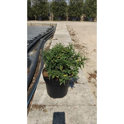 Ciste Cistus Purpureus Buisson 24 cm Plante Méditerranéenne à Fleurs