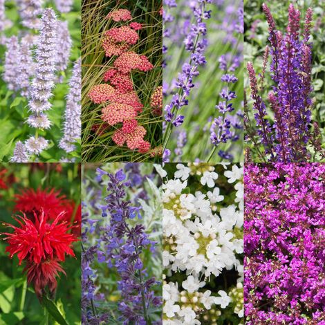 Kit de 24 Plantes Vivaces Parfumées pour Jardin 3 m2 Couleurs Variées en Pot 11 cm - PANGIVO (1/5)