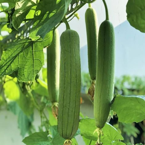 Graines Luffa – 350pcs – Plantation Simple – Récolte Abondante (1/5)