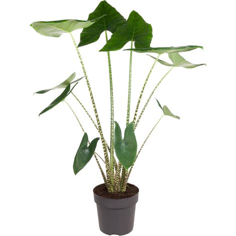 Alocasia Zebrina - Plante d'Intérieur aux Tiges Zébrées - Vert - Hauteur 130 cm - ø32 cm - PANGIVO