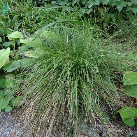 Laîche des ombrages/Lot de 3 godets