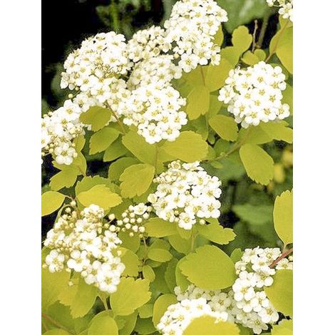 Spirée de vanhoutte 'Gold Fountain' Pot de 3L/4L (1/3)