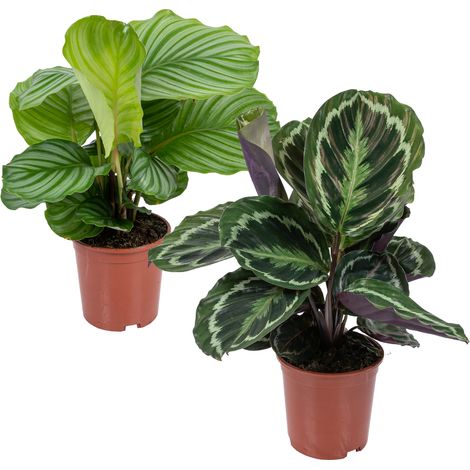 Bloomique - Lot de 2 Calathea - Medallion et Orbifolia - Plantes paon - Dépolluantes - Sans danger pour les animaux - Hauteur 40-50 cm - Pot 14 cm (1/5)