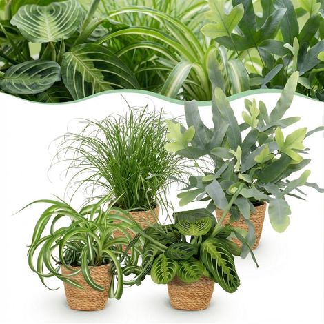 Mix de 4 Plantes d'Intérieur Vertes Amicales pour Animaux avec Paniers Pot 12 cm Hauteur 25 cm - PANGIVO (1/5)