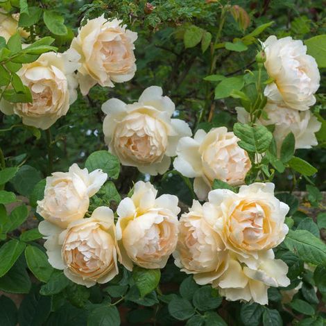 Gardenaria Rosa 'Wollerton Old Hall' - Rosa da giardino - Altezza: 40/50 cm (vaso20) (1/3)