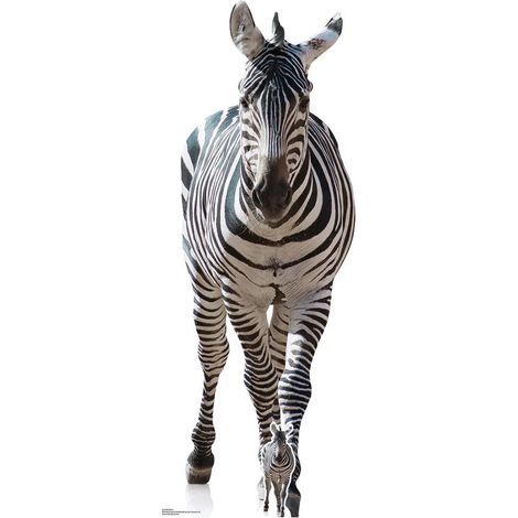 Figurine en carton Zebre adulte Haut 162 cm (1/4)