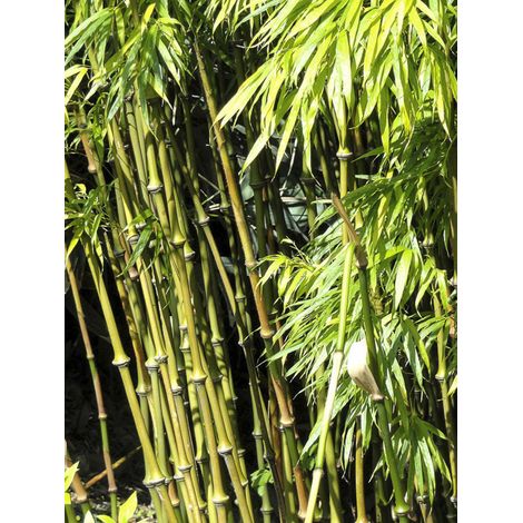 Chimonobambusa 'Microphylla' Pot de 12L/15L