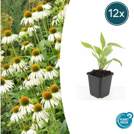 Lot de 12 Echinacea purpurea 'White Swan' Rudbeckie Blanche pour Bordures et Jardin Ø 9 cm H10-25 cm - PANGIVO (1/5)
