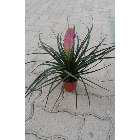Tillandsia Cyanea