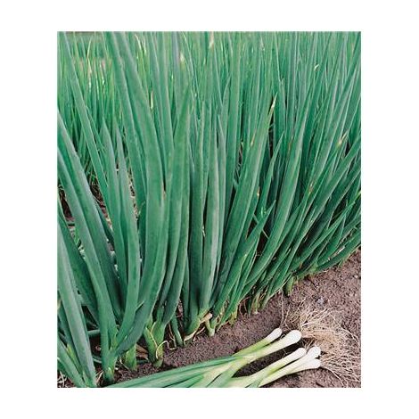 Cive de St Jacques – Plants de légumes en godet – Feuillage au goût prononcé d'oignon – Utilisé pour sauces et plats cuisinés – Fabre Graines