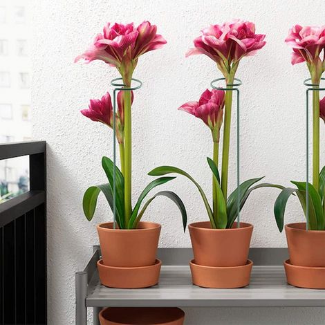 Lot de 10 treillis métalliques pour plantes en pot, longueur 25 cm, vert, pour petits jardins, pelouses, terrasses et patios. (1/5)