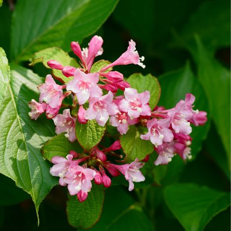 Weigela rosea - Weigela rosea 40/60 cm Pot 3L (1/5)