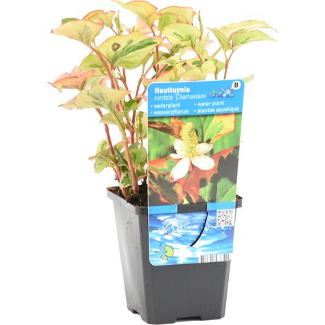 Bloomique - Houttuynia Cordata Chameleon - Doku-Dami - Anémone des marais - Plantes de bassin - Plantes aquatiques - Résistante au gel - 10-20 cm de haut - Pot 9 cm