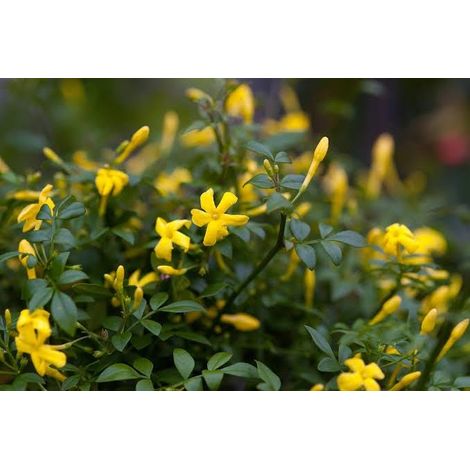 Jasminum Humile Revolutum Italian Jasmine 3 talee/cuttings  yellow