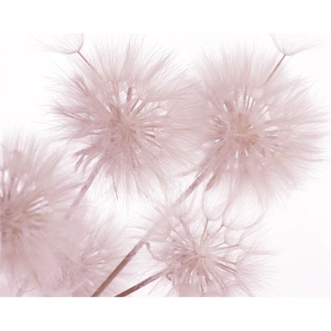 Flowers closeup, photo murale intissée, 360x270 cm, 4 parties (1/3)
