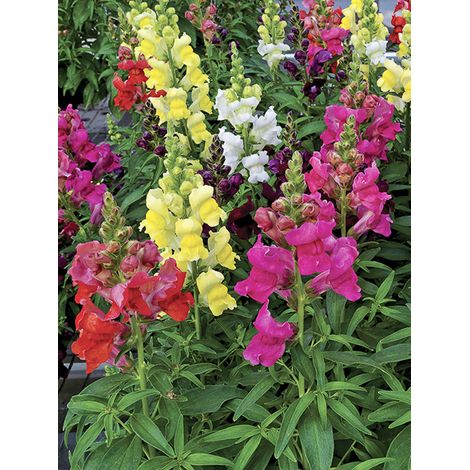 Muflier, Gueule de loup nain 'Rainbow ' le sachet de 2550 graines (0,4g) (1/2)