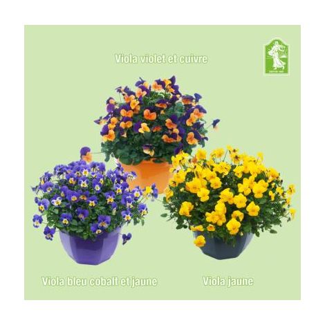 OFFRE FABRE :  9 VIOLAS SORBET