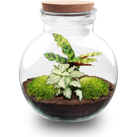 Terrarium de Plantes DIY Teddy avec Lumière Écosystème Fermé Ø 25 cm Calathea et Fittonia - PANGIVO (1/2)