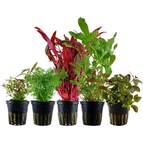 'Buntes' Set mit 5 Topf Pflanzen Aquariumpflanzen Set Nr.144