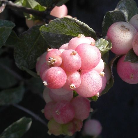 Symphorine Mother of Pearl, Symphoricarpos/Pot de 3L - 20/40 cm (1/4)