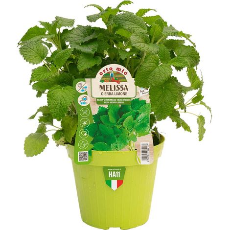 MELISSA IN VASO 14CM