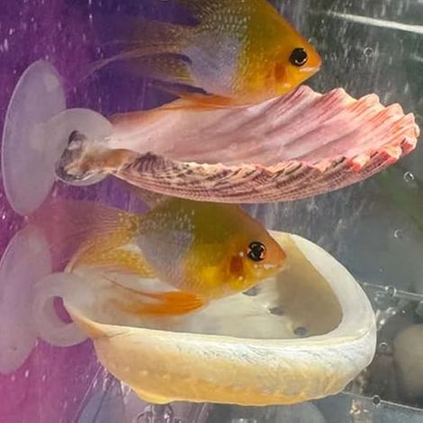 Lot de 2 jouets pour aquarium Betta - Cachette de petit poisson - Décoration naturelle pour l'habitat naturel - Frayage - Crevettes Betta - Cichlidés (1/5)