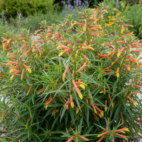 Lobelia laxifolia/Godet - 5/20 cm