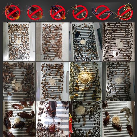 Lot de 10 pièges à cafards collants, planche adhésive puissante, appât insecticide anti-blattes, piège à insectes (1/5)