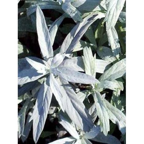 Armoise 'Valerie finnis' Godet de 8/9 cm (1/3)
