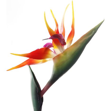 Orchidée de Grue D'oiseau de Paradis de Silicone pour la Décoration de Jardin à la Maison Décor de Fête de Mariage (V) (1/5)