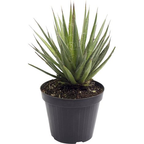 Agave filifera compact - vaso 14 cm (1/3)