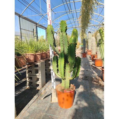 Euphorbe Candélabre Euphorbia Ingens Pot 25 cm Succulente Arborescente (1/5)