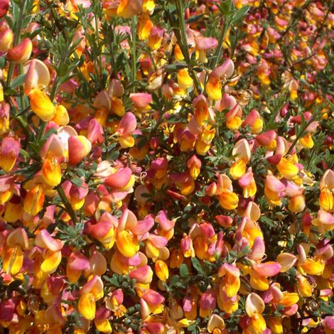 Genêt - Cytisus 'La Coquette' - 40-60 cm pot (1/5)