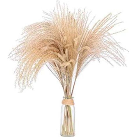 10 Pièces Herbe De m Roseaux Naturels Fleur Séchée Fleurs Séchées Vases Décoration Séchée Grand Bouquet herbe Cérémonie De Fleurs De Mariage Bouquet À La Mode Bouquet Artificiel (60CM) (1/5)